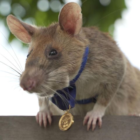 Ein tierischer Held: Ratte Magawa hat 39 Landminen und 28 Sprengkörper entdeckt ist dafür ausgezeichnet worden