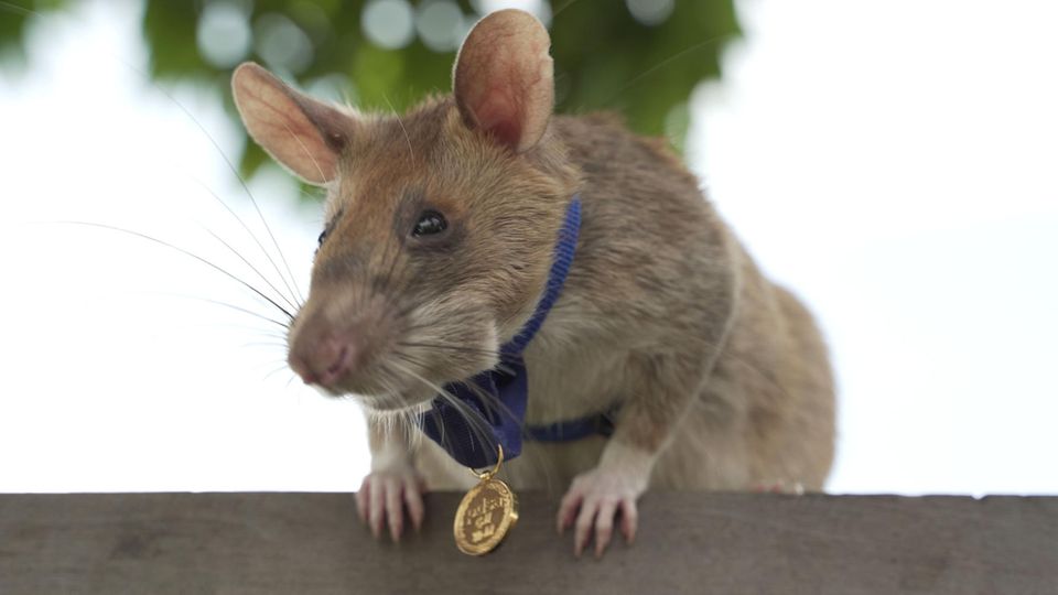 Ein tierischer Held: Ratte Magawa hat 39 Landminen und 28 Sprengkörper entdeckt ist dafür ausgezeichnet worden