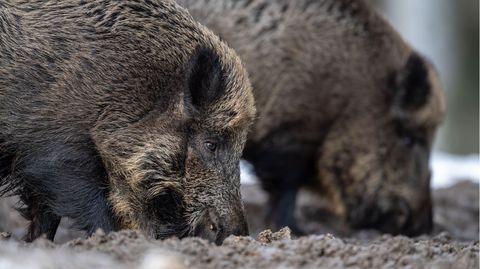 Zwei Wildschweine steht auf einem Plateau im Wald und wühlen bei der Futtersuche mit der Schnauze im Erdboden