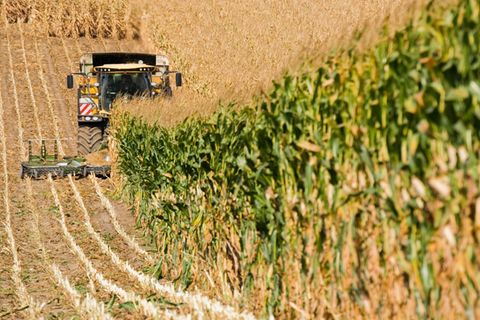 Ein Landwirt erntet mit einem Häcksler ein Maisfeld