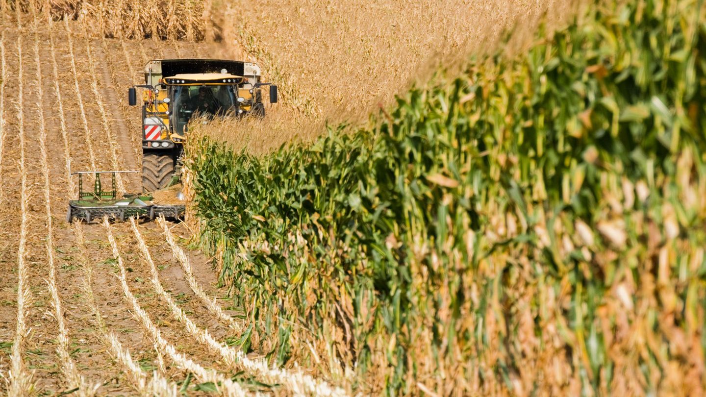 Ein Landwirt erntet mit einem Häcksler ein Maisfeld
