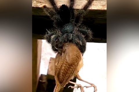 Vogelspinne verspeist Vogel