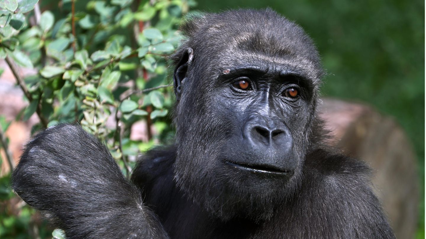 Gorilla greift Tierpflegerin im Zoo von Madrid an