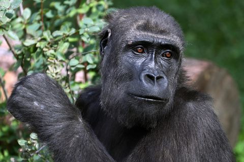 Gorilla greift Tierpflegerin im Zoo von Madrid an