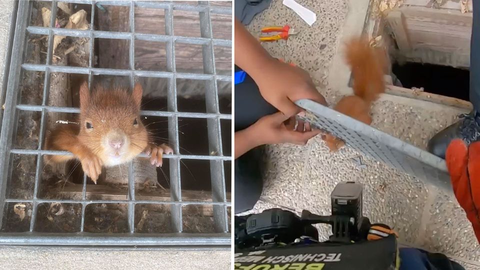 Eichhörnchen