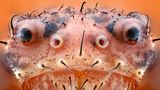 Krabbenspinne