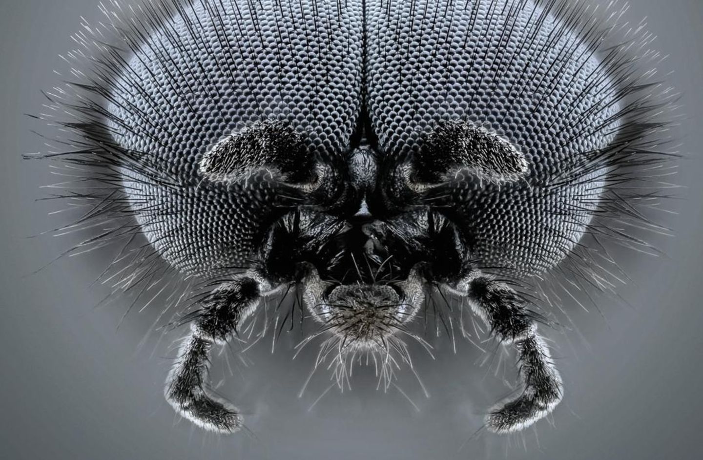 “Makro-Insekten" Hier: Männliche Märzfliege.Bitte recht freundlich: Marco Jongsma (34) hat in seinem Labor im holländischen Lemmer eine ungewönliche Portraitreihe fotografiert.Mit einem speziellen Makroobjektiv konnte er die Gesichter zahlreichen ... Märzfliege