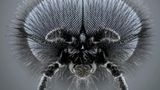 Märzfliege