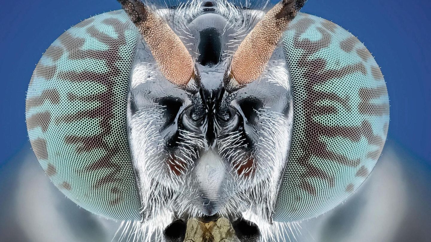 Waffenfliege