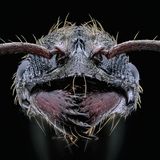 Südostasiatische Ur-Ameise