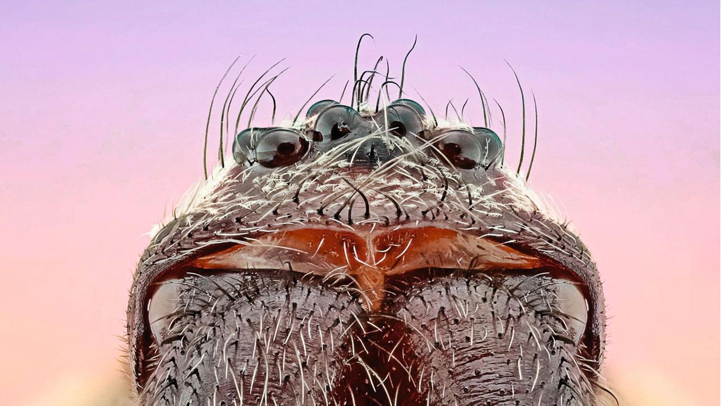 Hauswinkelspinne