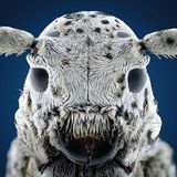 Indonesischer Bockkäfer