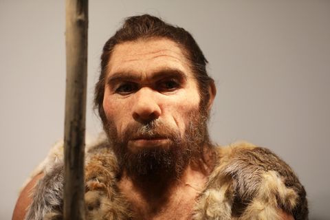 Die Nachbildung eines Neantertalers steht im Landesmuseum in Bonn