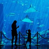 Dubai Aquarium