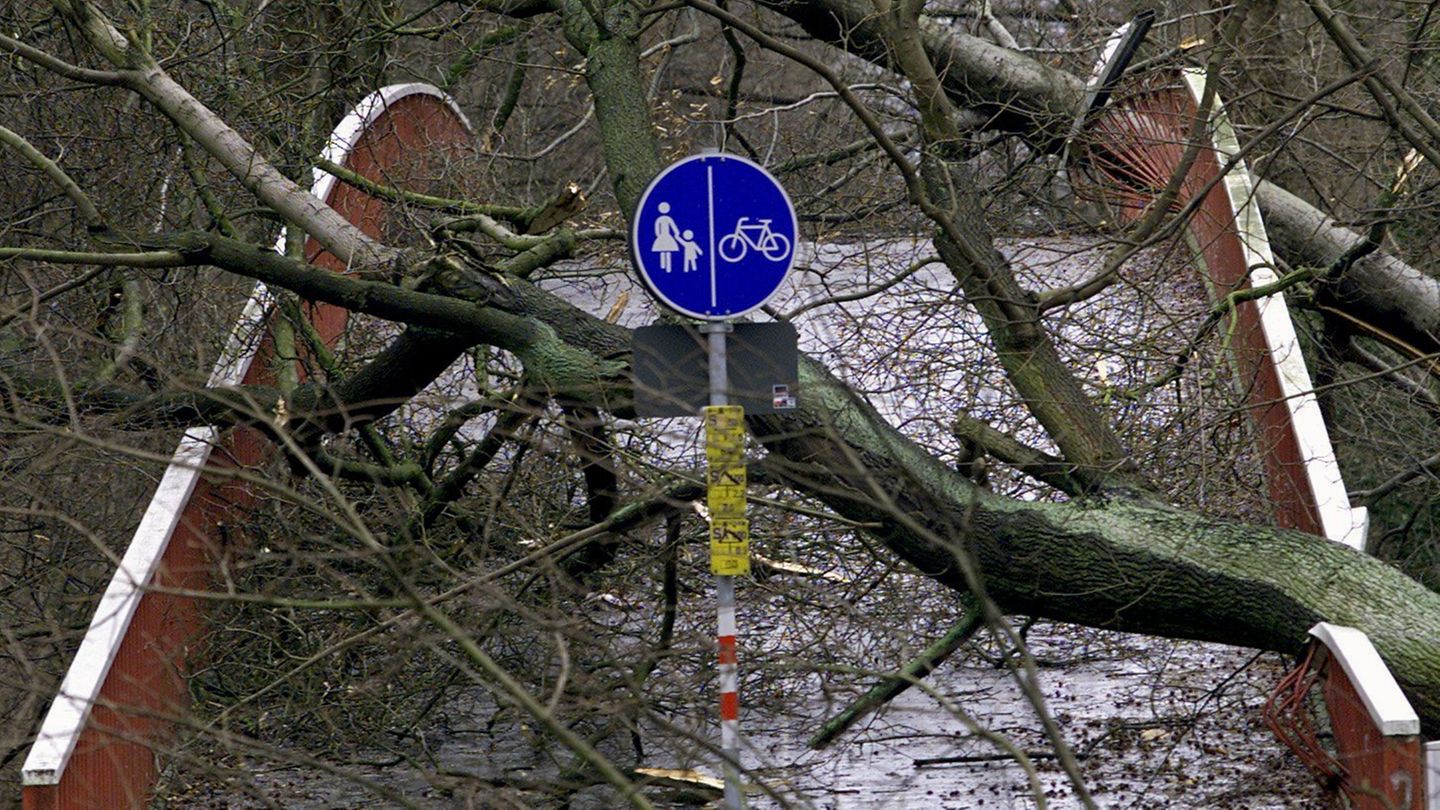 Umgestürzte Bäume
