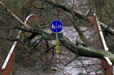 Umgestürzte Bäume