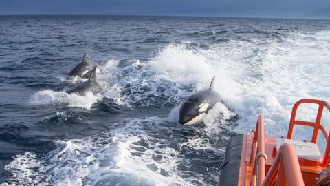 Rache oder Stress? Die Forscher rätseln, warum die "Killerwale" Boote angreifen