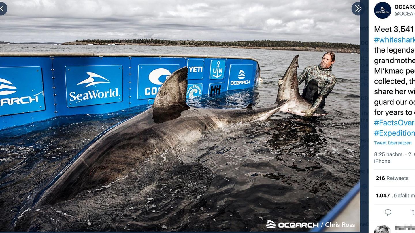 Nova Scotia Forscher Fangen Riesigen Hai Vor Kanadischer Kuste Stern De