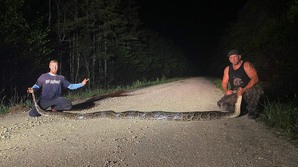 Python Die Jäger mit dem burmesischen Python