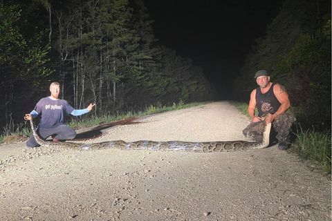 "Waaas!?!": Fassungslose Jäger erlegen Rekord-Python in Florida