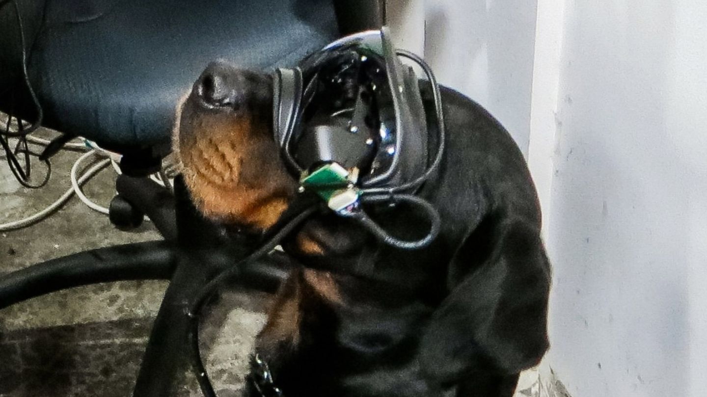 Mit der Augmented-Reality-Brille sollen die Hunde Befehle aus der Ferne erhalten können