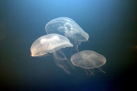 Nahrungsmittel der Zukunft? Das Projekt GoJelly forscht an der Nutzbarmachung von Quallen.