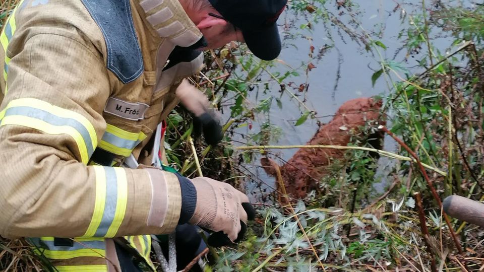 Nachrichten Deutschland Hannover Die Feuerwehr in Hannover hat ein zehn Tage altes Kalb aus der Leine gerettet.