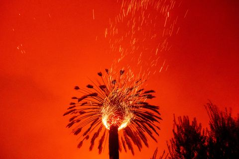 Funken fliegen bei einem Buschfeuer, dem Glass-Feuer, aus einer brennenden Palme