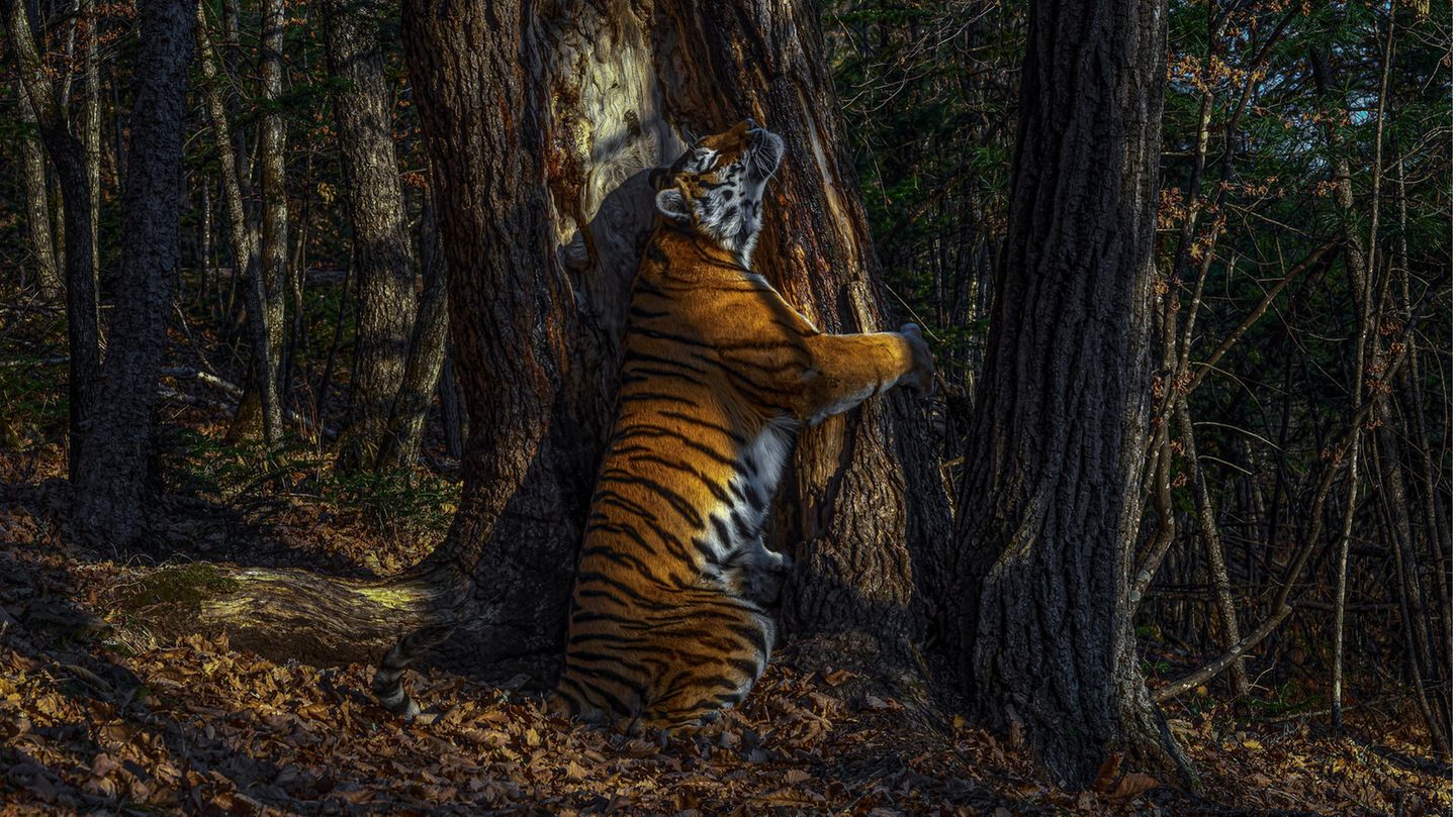 Sergej Gorschkow wird Wildlife Photographer 2020