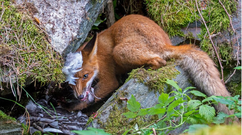 Young Wildlife Photographer 2020 – Liina Heikkinen Young Wildlife Photographer 2020 – Liina Heikkinen