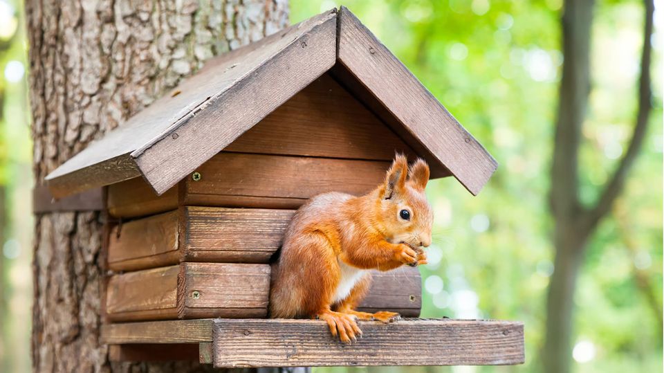 Das Eichhörnchen-Futterhaus sollte in einer angemessenen Höhe platziert werden, um die Nager vor Feinden zu schützen