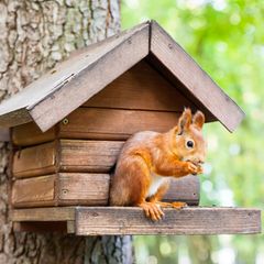 Das Eichhörnchen-Futterhaus sollte in einer angemessenen Höhe platziert werden, um die Nager vor Feinden zu schützen