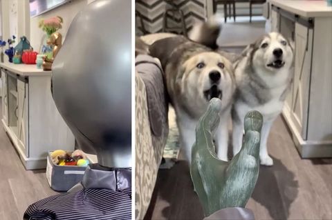 Schaurige Begegnung: Frauchen bringt neue Halloween-Deko nach Hause – das gefällt diesen Huskys gar nicht
