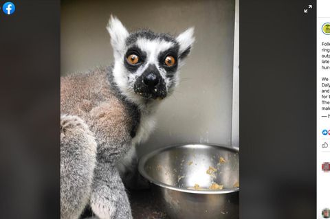 San Francisco: Fünfjähriger entdeckt gestohlenen Lemur – dafür darf er sein Leben lang kostenlos in den Zoo