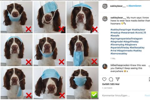 Viraler Post: Wenn dieser Hund eine Maske richtig tragen kann, können Sie das auch