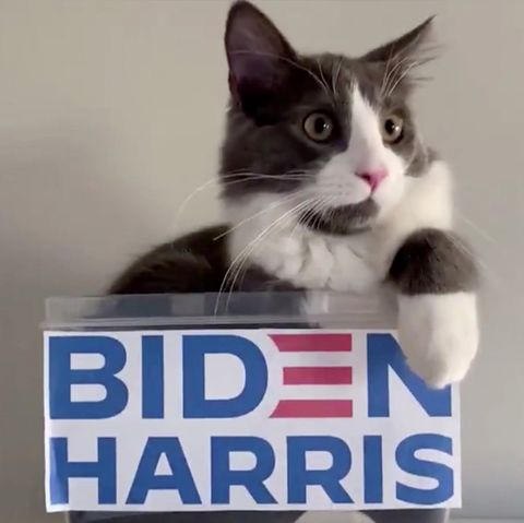 "Demo-cats" – Joe Biden postet Katzenvideo im Wahlkampf