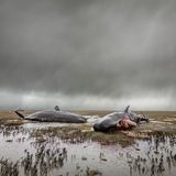 Nationalpark Wattenmeer im Dithmarscher Land. Im Frühjahr 2016 strandeten dort mehrere Pottwale nach einer Sturmflut auf den Salzwiesen. In der Schutzzone 1 des Nationalparks ist Besuchern der Zutritt verboten. Fernsehjournalisten und Fotografenkollegen standen auf dem Deich und warteten vergeblich auf die Erlaubnis, näher an die angespülten Tiere zu kommen. Im Schlepptau des Nationalpark-Biologen, in einer Parka mit dem Logo des Parks und einer darunter versteckten Kamera, mogelte ich mich hinaus ins Watt, um die im wahrsten Sinne todtraurige Atmosphäre der Regenschauer-Landschaft mit den verendeten Walen einzufangen.