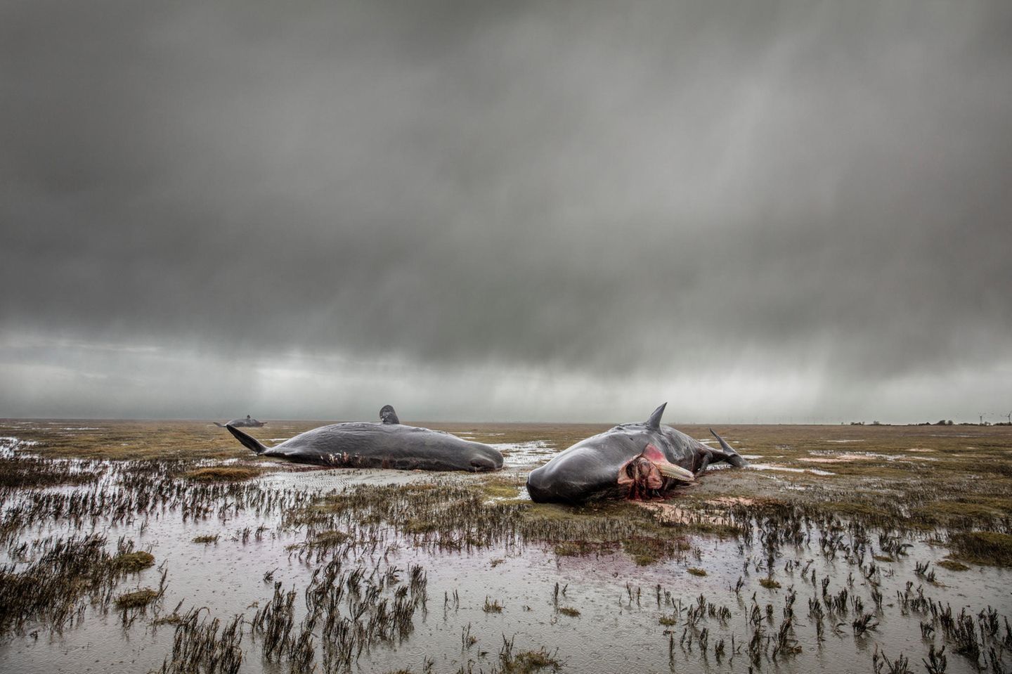 "An Tagen wie diesen" Nationalpark Wattenmeer im Dithmarscher Land. Im Frühjahr 2016 strandeten dort mehrere Pottwale nach einer Sturmflut auf den Salzwiesen. In der Schutzzone 1 des Nationalparks ist Besuchern der Zutritt verboten. Fernsehjournalisten und Fotografenkollegen standen auf dem Deich und warteten vergeblich auf die Erlaubnis, näher an die angespülten Tiere zu kommen. Im Schlepptau des Nationalpark-Biologen, in einer Parka mit dem Logo des Parks und einer darunter versteckten Kamera, mogelte ich mich hinaus ins Watt, um die im wahrsten Sinne todtraurige Atmosphäre der Regenschauer-Landschaft mit den verendeten Walen einzufangen.