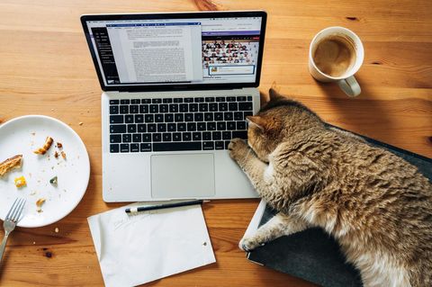 Tatzen und Tasten – eine gefährliche Kombination. Und auch sonst birgt das Homeoffice nicht nur Vorteile