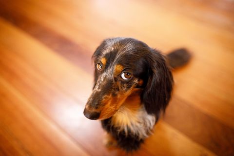 Rätsel der Tierwelt: Warum der Hund den Hundeblick aufsetzt - und weshalb queere Tierpaare wichtig sind