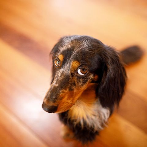 Rätsel der Tierwelt: Warum der Hund den Hundeblick aufsetzt - und weshalb queere Tierpaare wichtig sind