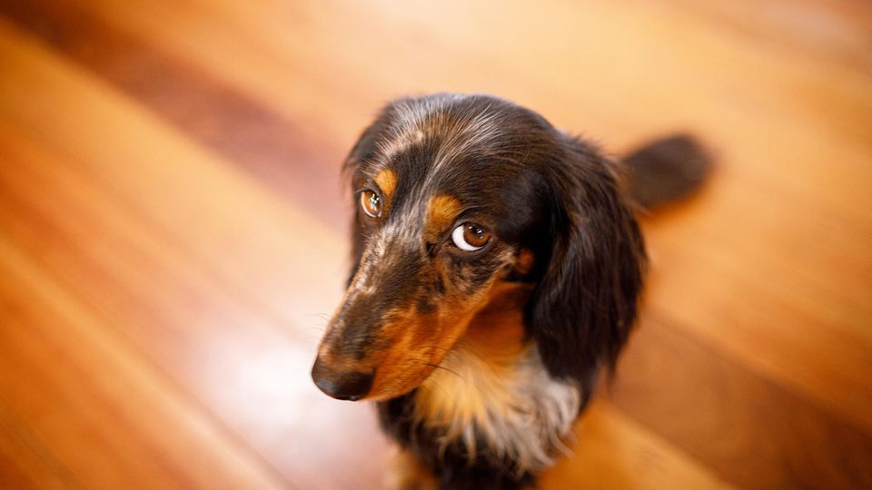 Kalifornien Mann Schlagt Auf Baren Ein Der Seinen Hund Im Maul Hat Stern De