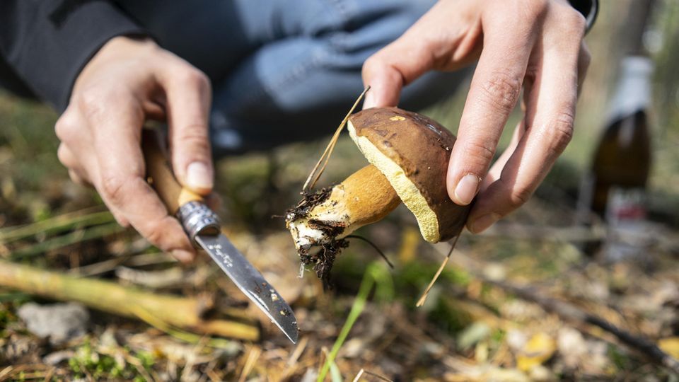 Pilze sammeln: Mann schneidet mit einem Messer einen Maronen-Röhrling ab