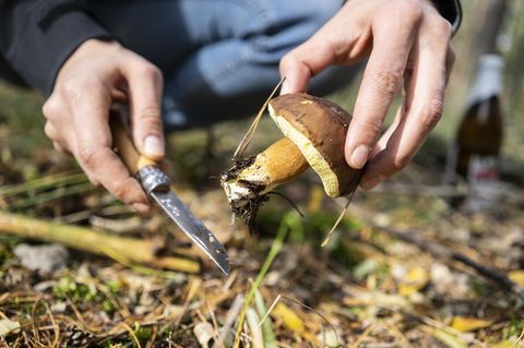 Pilze sammeln: Mann schneidet mit einem Messer einen Maronen-Röhrling ab
