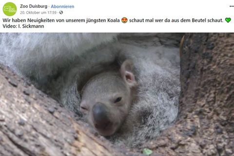 Ein Koala-Baby streckt den Kopf aus dem Beutel seiner mUtter