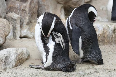 Bei dem Diebespärchen handelte es sich um Brillenpinguine