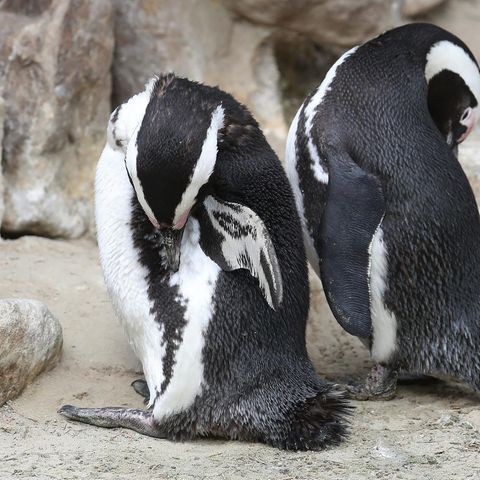 Bei dem Diebespärchen handelte es sich um Brillenpinguine