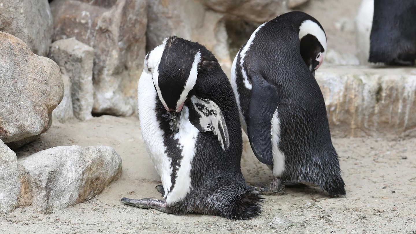Bei dem Diebespärchen handelte es sich um Brillenpinguine
