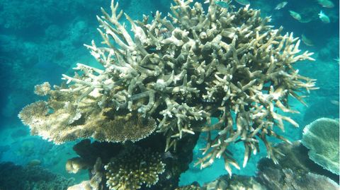 500 Meter hohes Korallenriff im Great Barrier Reef entdeckt