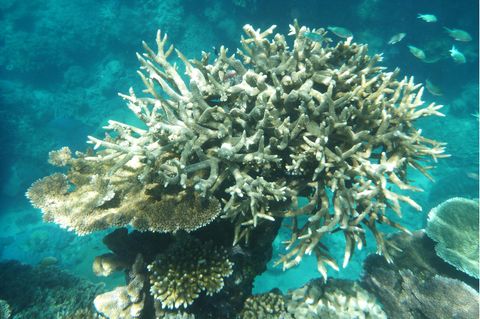 500 Meter hohes Korallenriff im Great Barrier Reef entdeckt